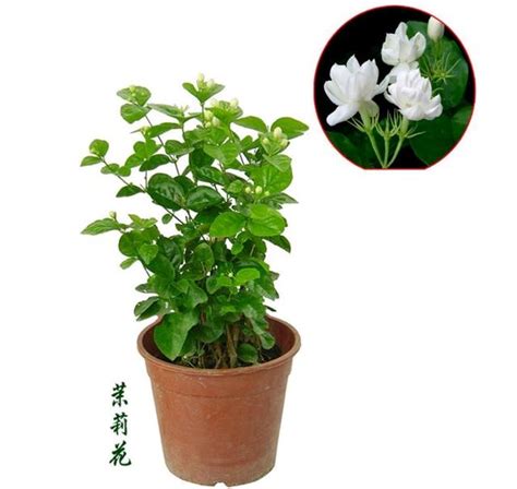 茉莉花種植禁忌